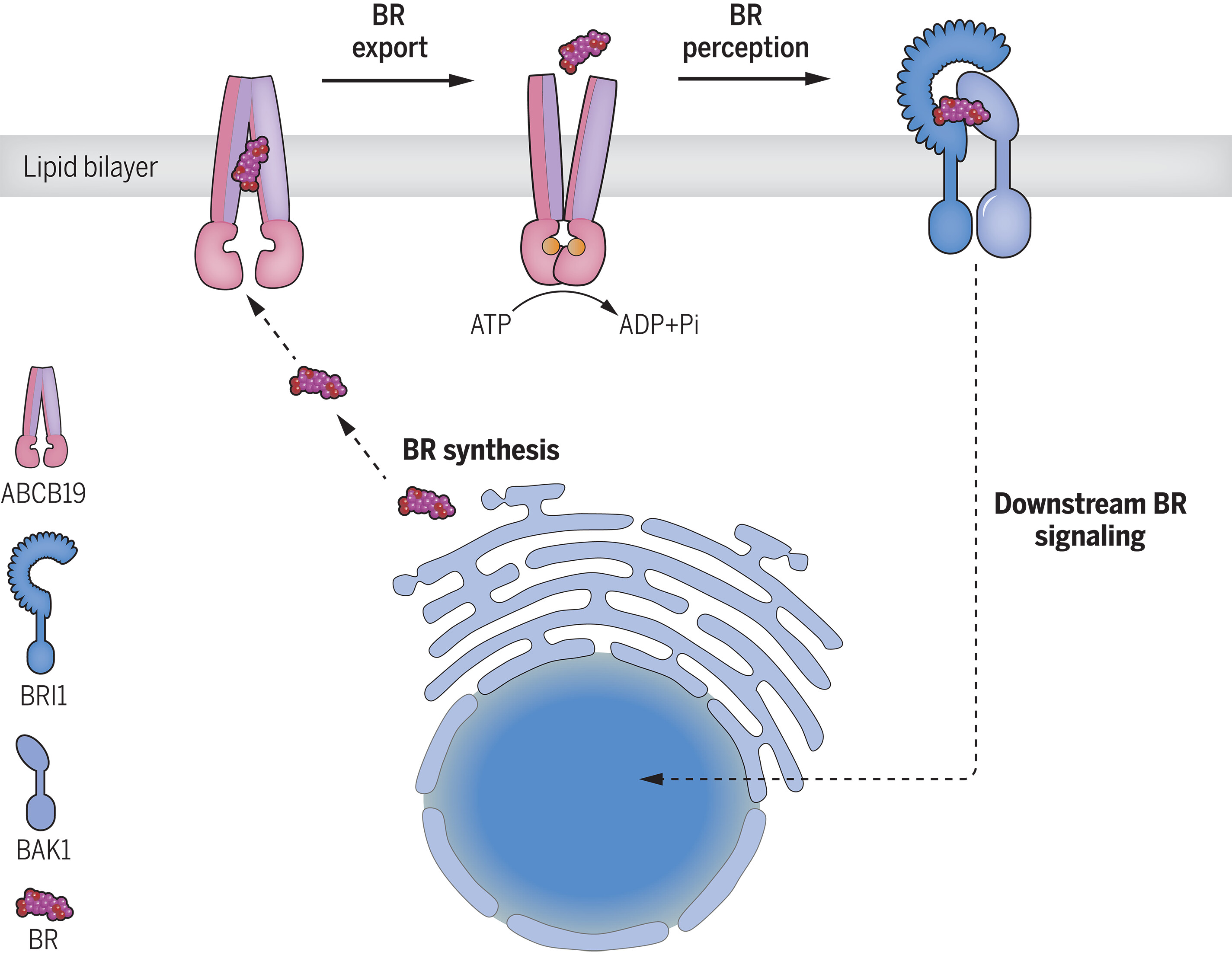 Structure and function of the Arabidopsis ABC transporter ABCB19 in brassinosteroid export